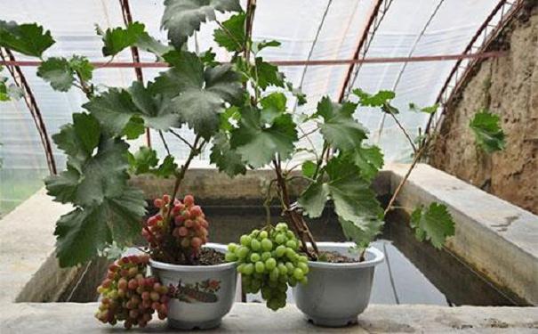 葡萄盆栽怎么越冬管理的3个方法