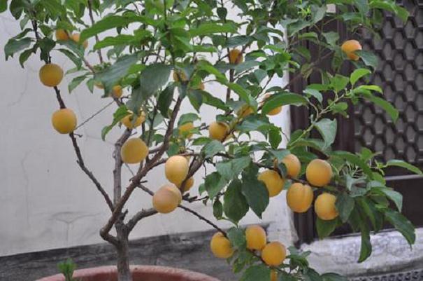 盆栽杏种子怎么种植