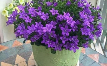 紫苏盆栽常见病虫害怎么防治的方法