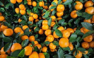 不同配比基质对盆栽南丰蜜橘生长量的影响