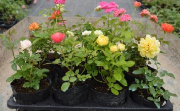 阳台盆栽植物培存在的问题
