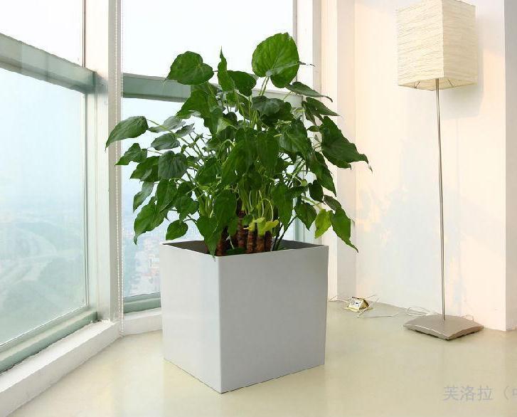 室内植物盆栽观赏特性有哪些