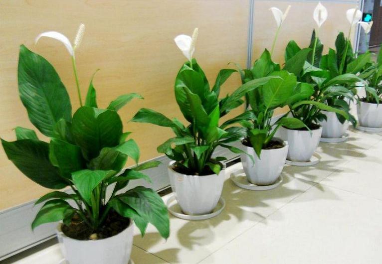 室内盆栽植物怎么浇水光照的方法
