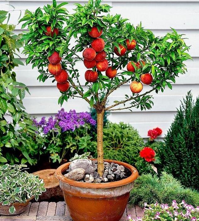 水蜜桃盆栽怎么浇水施肥的方法
