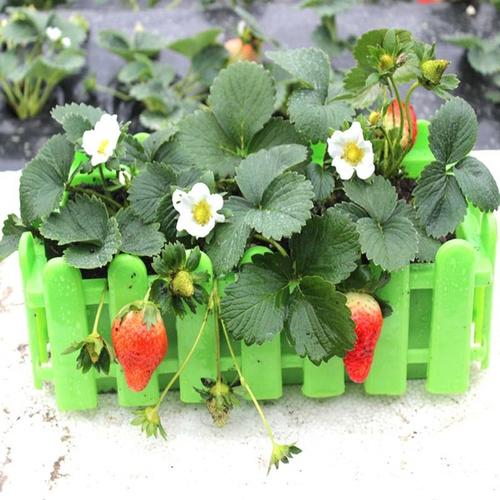 草莓盆栽怎么光照换盆