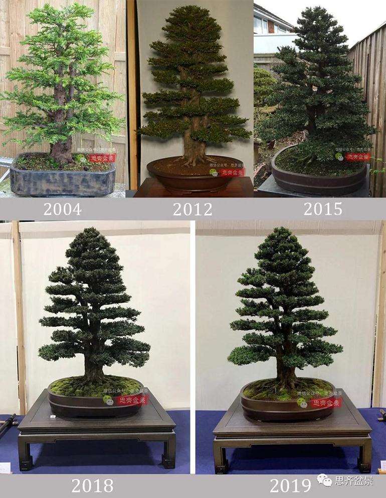 图解 三干紫杉盆景20年的制作过程
