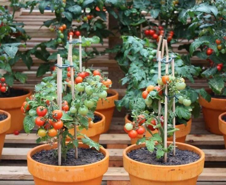 日光温室盆栽番茄怎么种植