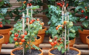 日光温室盆栽番茄怎么种植的8个技术
