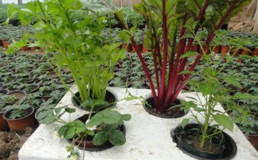 盆栽蔬菜怎么种植的4个技术
