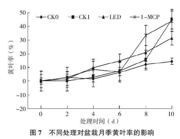 不同处理对盆栽月季黄叶率的影响