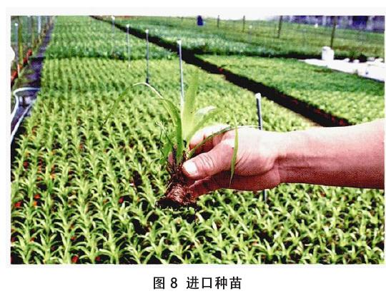 为什么青州盆栽花卉中高端以进口为主