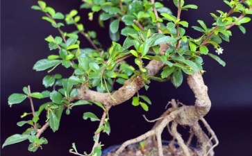 气象要素对茶树盆景生育有什么影响