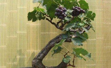 栽培葡萄盆景的成本投入和经济效益