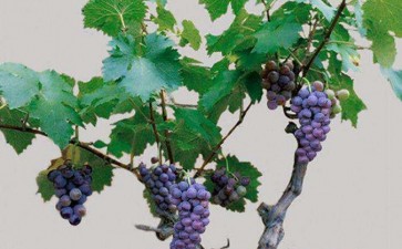 葡萄盆景怎么栽培的5个技术
