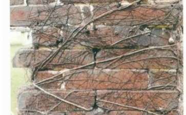 图解 韩学年制作附壁榕树盆景的过程
