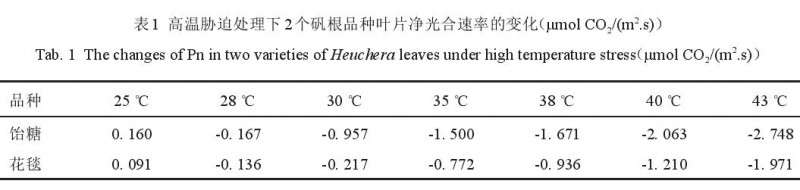 高温胁迫对2个矾根盆栽品种生理特性的影响