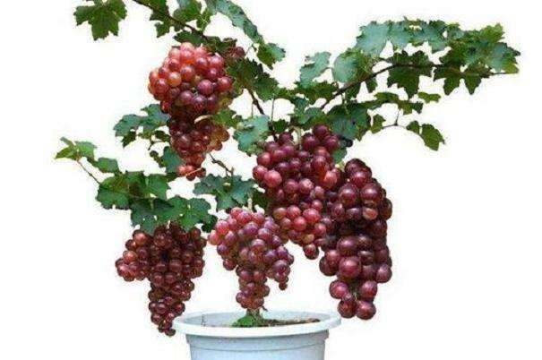 切根处理对盆栽葡萄更新复壮的影响