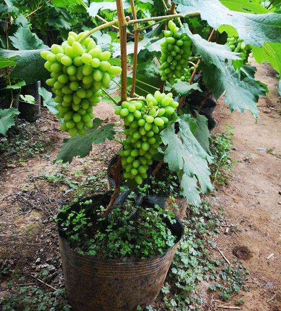 盆栽葡萄怎么架型培养