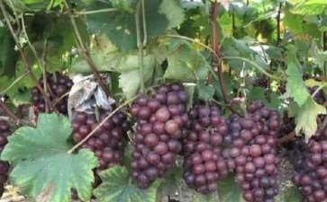 葡萄盆栽怎么栽植的3个方式