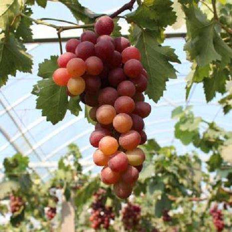 怎么提高葡萄盆栽坐果率