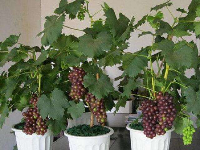 葡萄盆栽怎么整形修剪的3个方法
