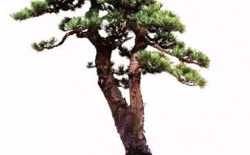 高山松盆景怎么控制松针长长的方法
