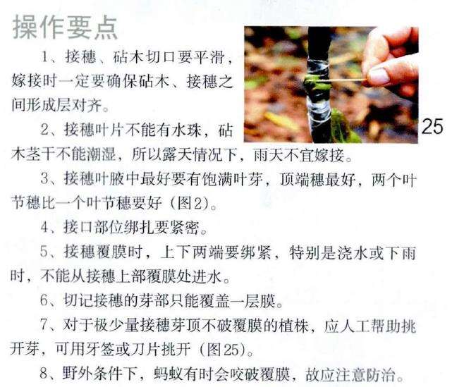 图解 茶花怎么覆膜嫁接的9个方法
