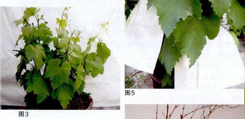 葡萄盆栽怎么浇水施肥
