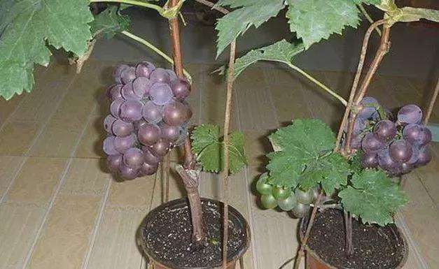 盆栽葡萄怎么盆土配置的3个方法 图片