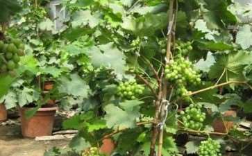 葡萄盆栽怎么容器选择和基质配制