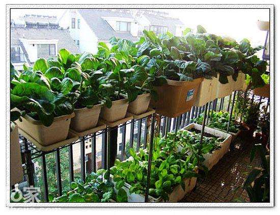 阳台盆栽容器怎么改良的方法
