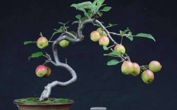 苹果盆景怎么夏季浇水修剪的3个方法