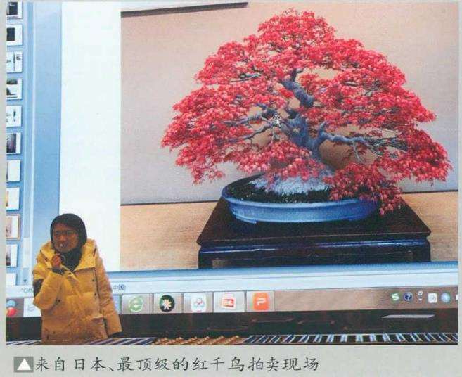 中国2021盆景古盆春拍在常州举办
