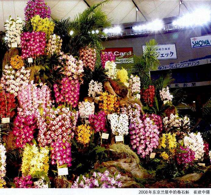 北京花卉市场上的石斛盆栽有哪些