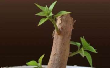 哪些盆景植物 粗大茎干可以扦插繁殖