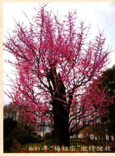武汉东湖梅园800年梅花树迎来盛花期