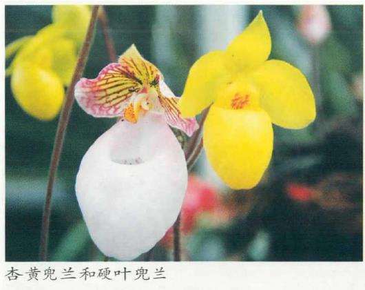 武汉植物园热带兰展撷芳