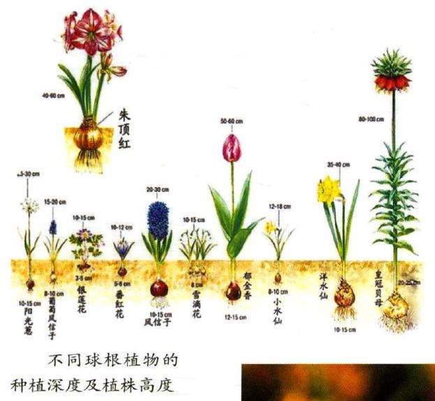 球根花卉的多样性和类型有哪些图片 Penjing8 盆景吧