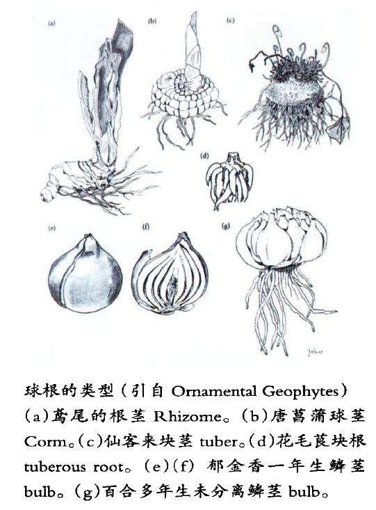 球根花卉的多样性和类型有哪些