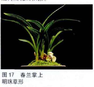 荷瓣花怎么达标的3个条件