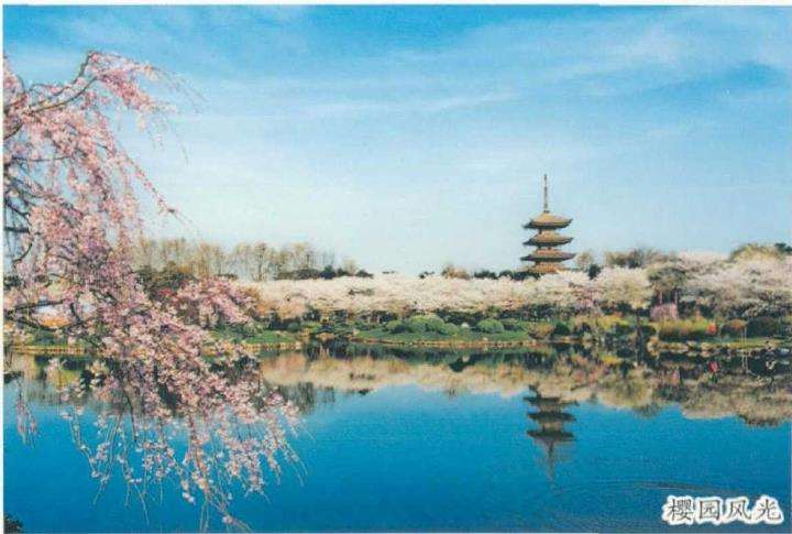 武汉东湖樱花园位于磨山南麓