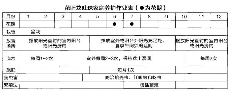 花叶龙吐珠怎么养护的3个要点