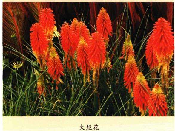 五月六月新西兰常见花卉植物辨识 下 图片