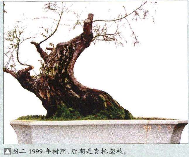 图解 韩学年怎么制作杂木盆景 第16期