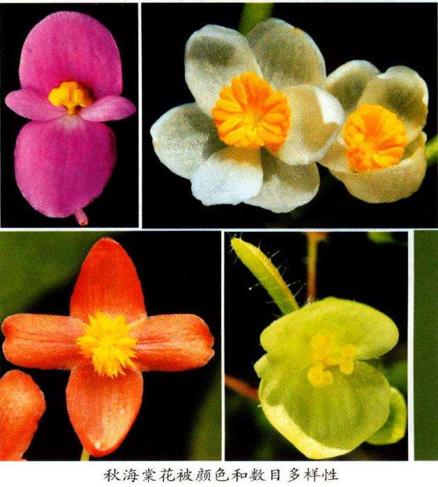 国产秋海棠花被颜色和数目多样性