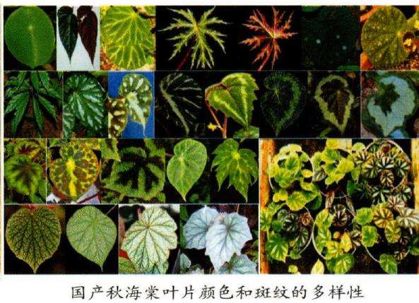 秋海棠类植物的植株及叶片大小多样性