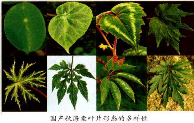 秋海棠类植物的植株及叶片大小多样性