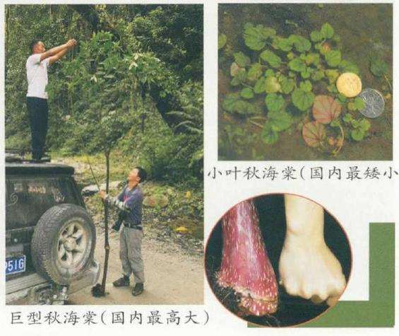 中国秋海棠植物的多样性和种类分布格局