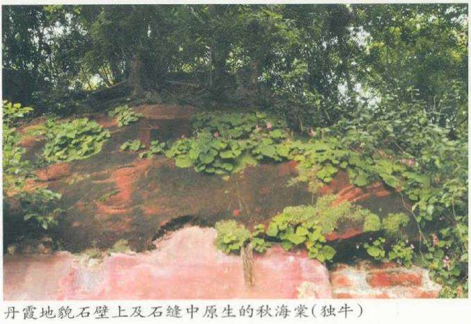 中国秋海棠植物的多样性和种类分布格局