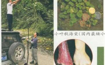 中国秋海棠植物的多样性和种类分布格局